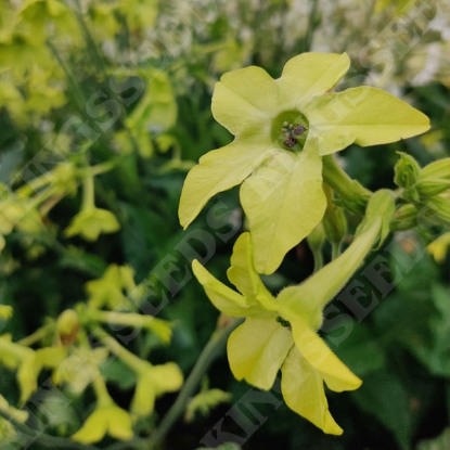 Picture of Nicotiana Alata - Mojito